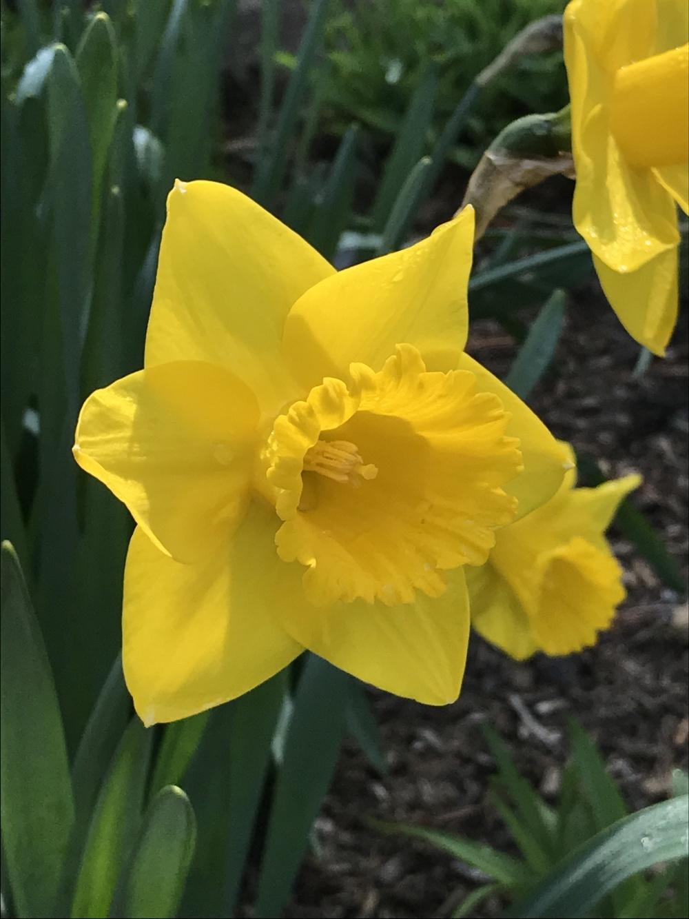 Photo of Trumpet Daffodil (Narcissus 'Arctic Gold') uploaded by bxncbx