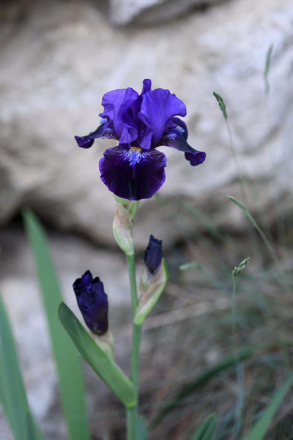 Photo of Intermediate Bearded Iris (Iris 'Star in the Night') uploaded by cliftoncat
