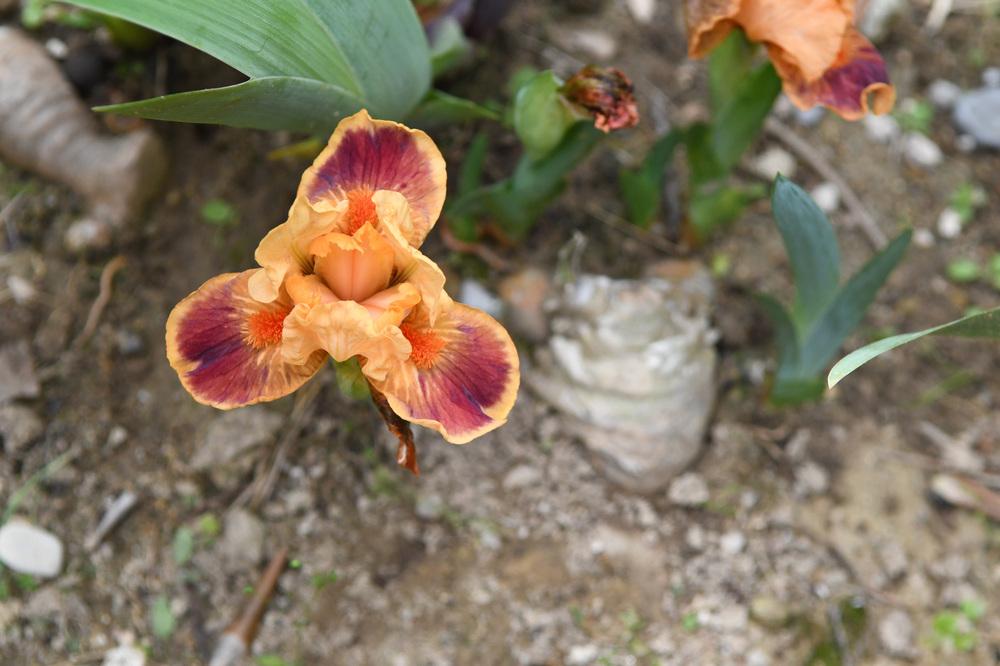 Photo of Standard Dwarf Bearded Iris (Iris 'Color Blind') uploaded by cliftoncat