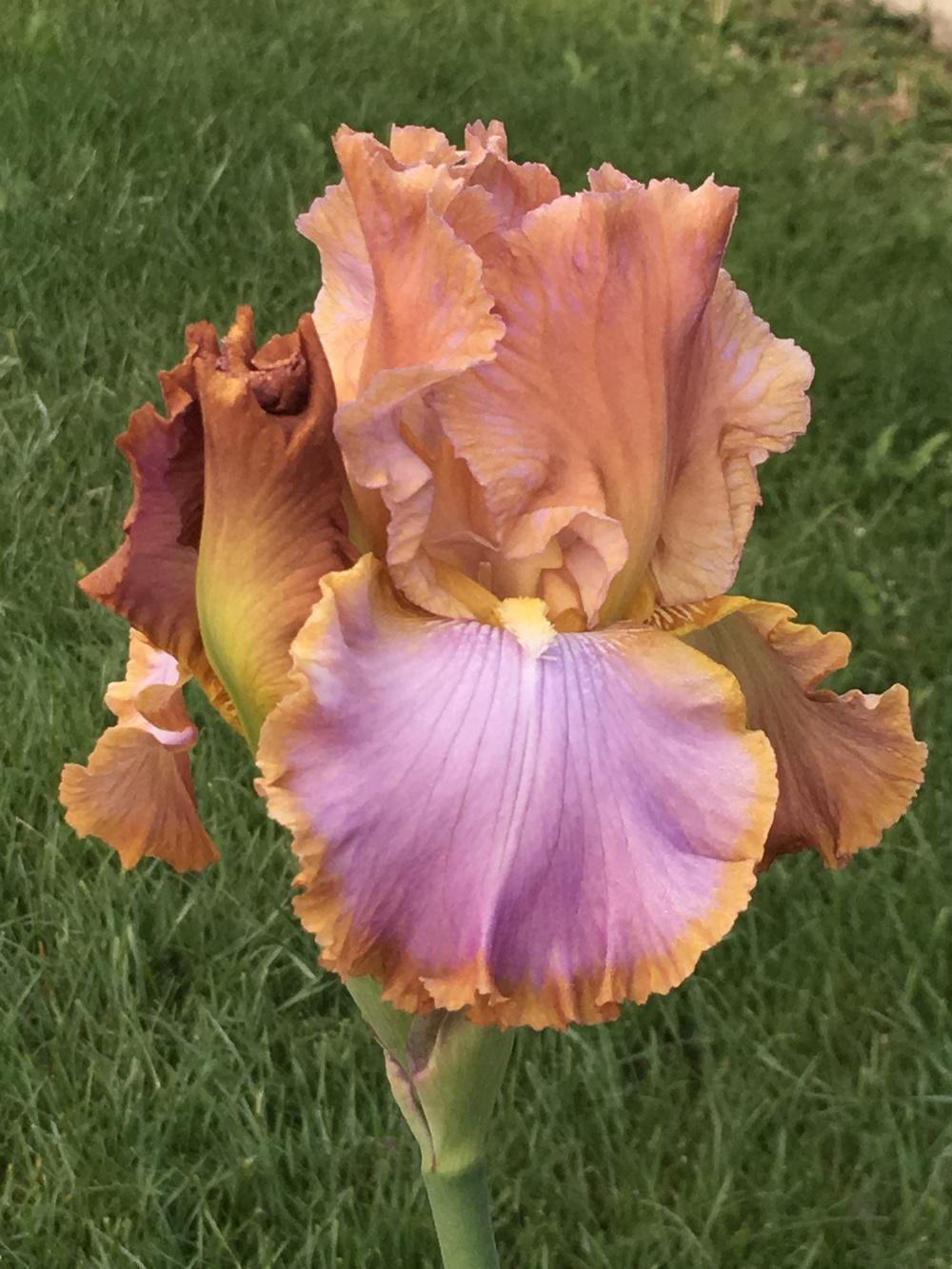 Photo of Tall Bearded Iris (Iris 'Afternoon Delight') uploaded by lilpod13