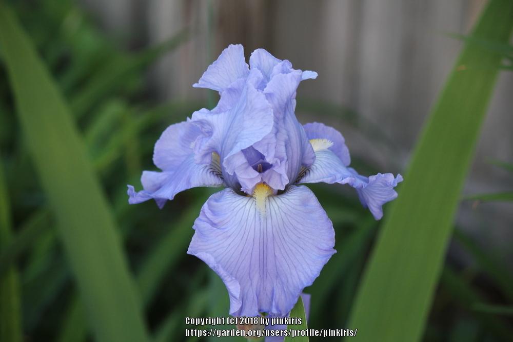 Photo of Tall Bearded Iris (Iris 'Babbling Brook') uploaded by pinkiris
