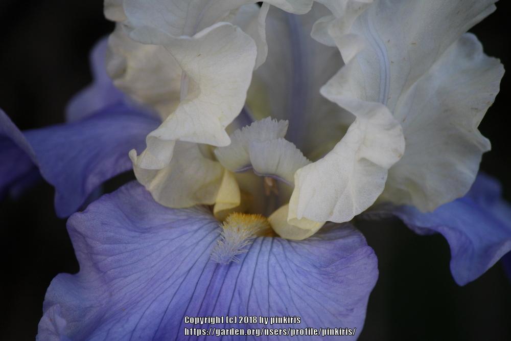Photo of Tall Bearded Iris (Iris 'Stairway to Heaven') uploaded by pinkiris