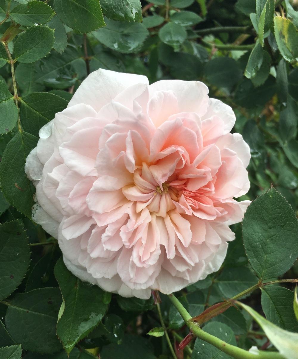 Photo of Rose (Rosa 'Eglantyne') uploaded by Calif_Sue