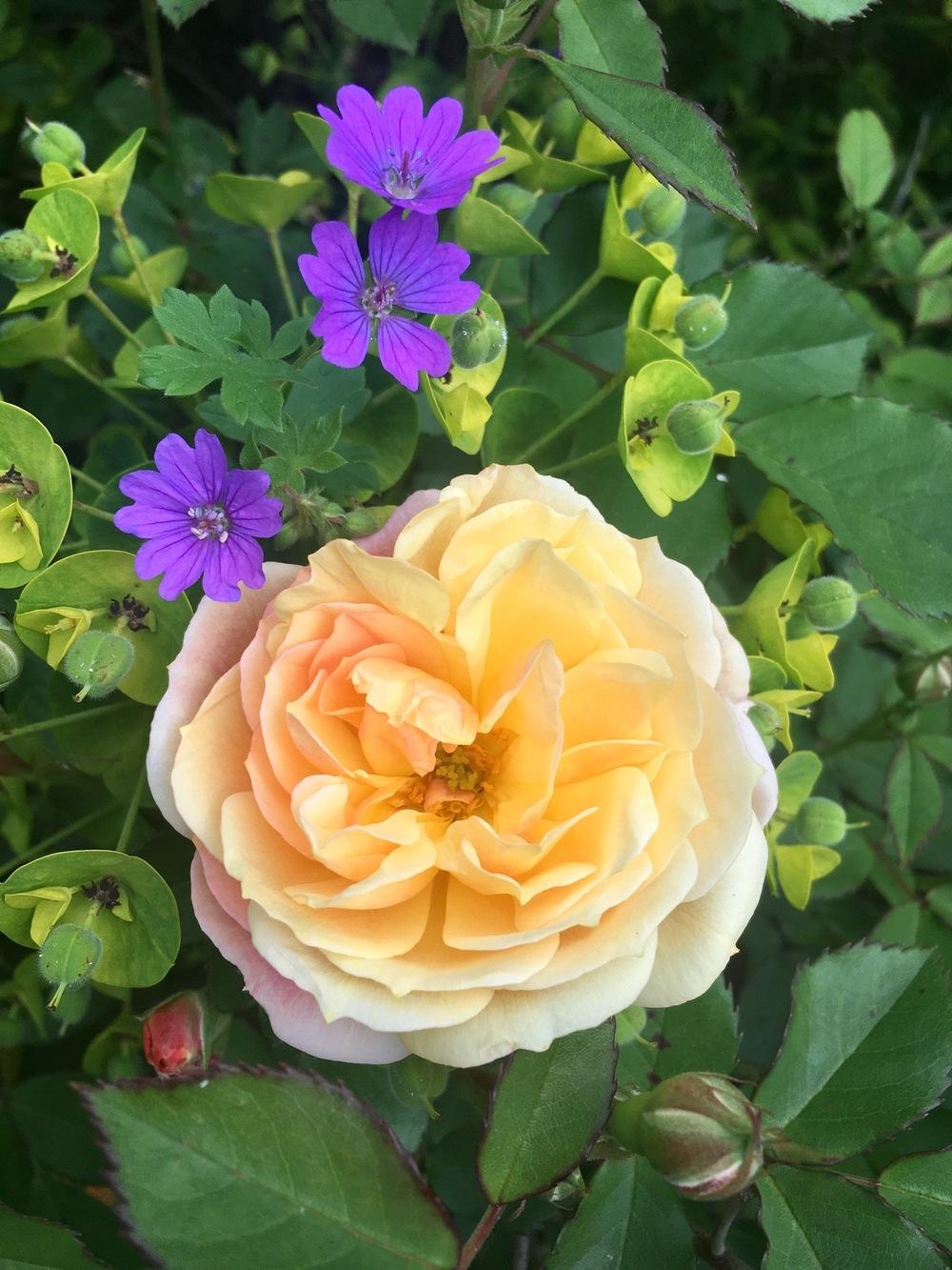 Photo of Rose (Rosa 'Jeri Jennings') uploaded by Calif_Sue