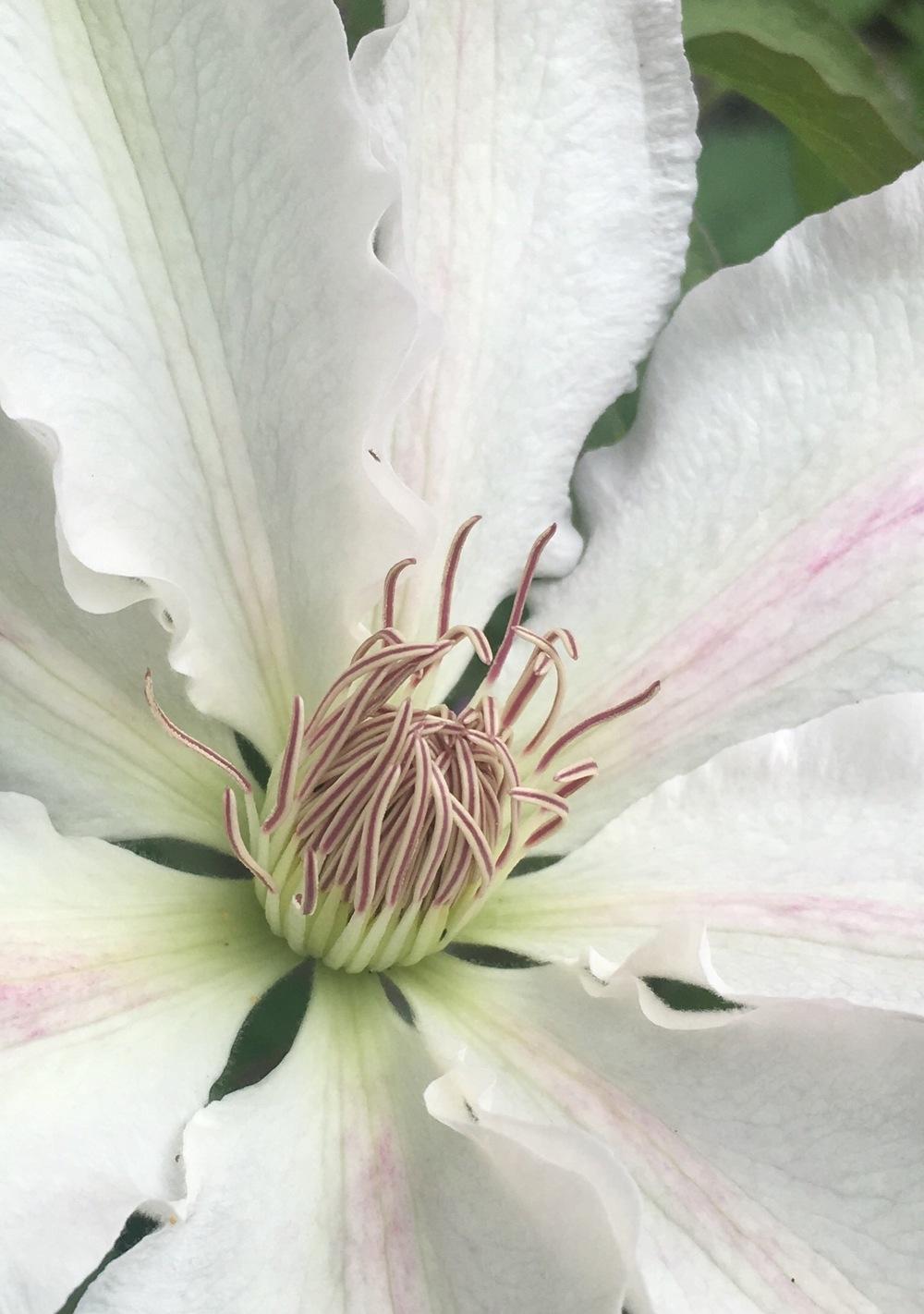 Photo of Clematis Hyde Hall™ uploaded by Calif_Sue