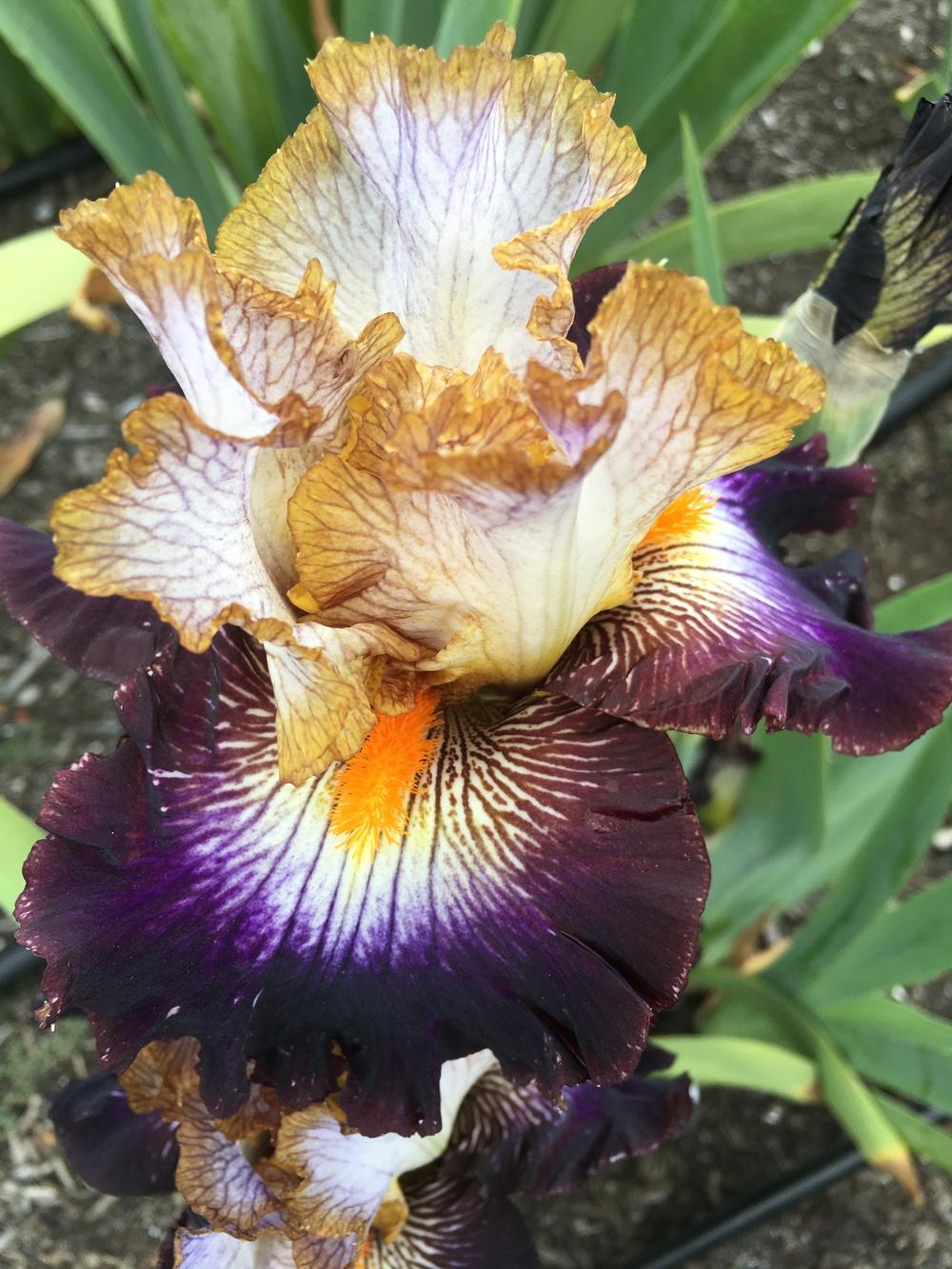 Photo of Tall Bearded Iris (Iris 'Mixed Signals') uploaded by Calif_Sue