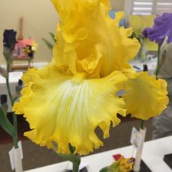 Location: At a local iris show
Date: 2018-04-28