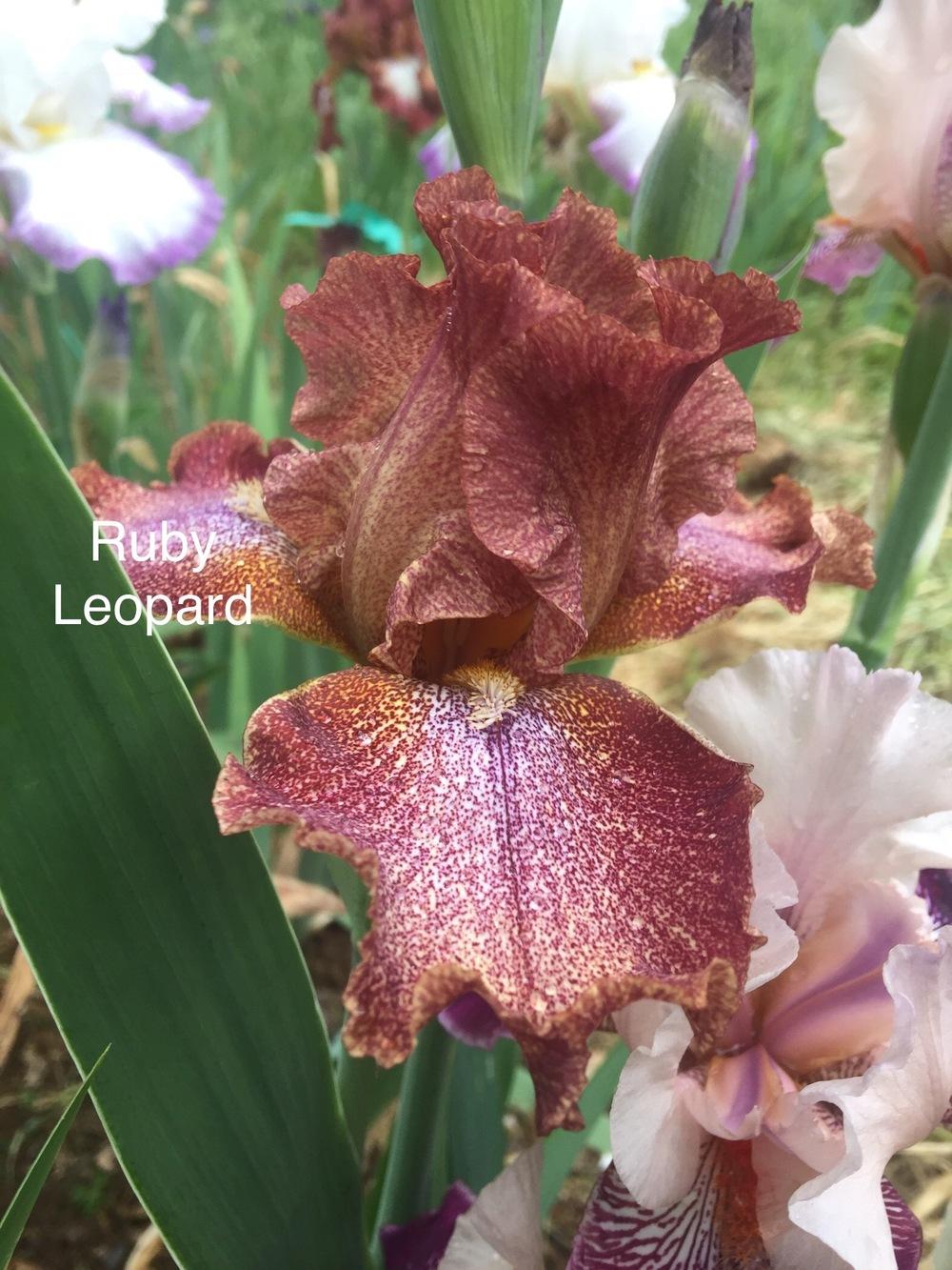 Photo of Tall Bearded Iris (Iris 'Ruby Leopard') uploaded by Charriet