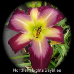 
Date: 2012-06-26
Photo courtesy of Northern Lights Daylilies