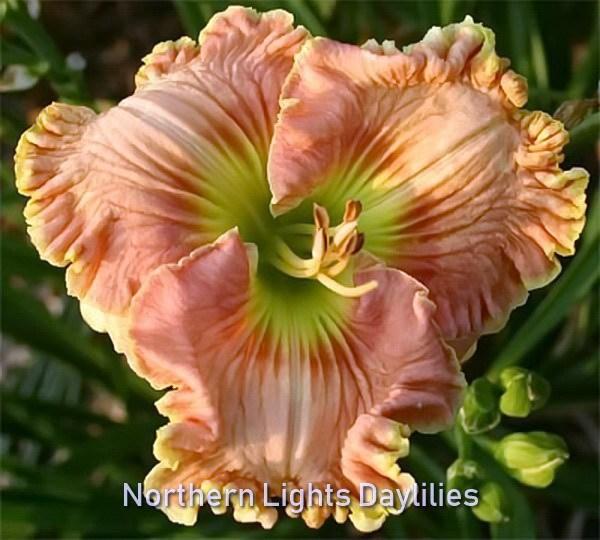 Photo of Daylily (Hemerocallis 'When Johnny Comes Marching Home') uploaded by DaylilySLP