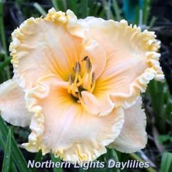 
Date: 2016-07-10
Photo courtesy of Northern Lights Daylilies