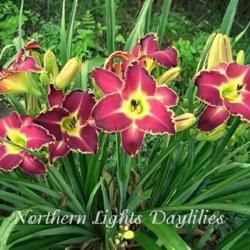 
Date: 2009-08-12
Photo courtesy of Northern Lights Daylilies