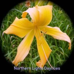 
Date: 2017-06-14
Photo courtesy of Northern Lights Daylilies