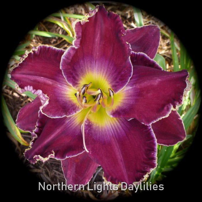 Photo of Daylily (Hemerocallis 'Nantucket Navigator') uploaded by DaylilySLP
