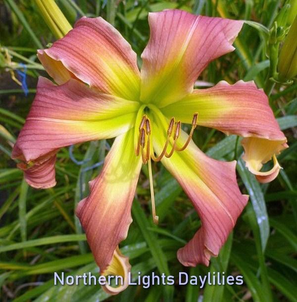 Photo of Daylily (Hemerocallis 'North Garden Magic') uploaded by DaylilySLP
