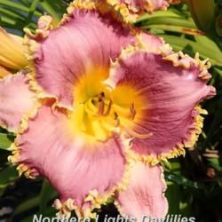 
Date: 2016-06-26
Photo courtesy of Northern Lights Daylilies