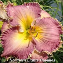 
Date: 2016-06-26
Photo courtesy of Northern Lights Daylilies