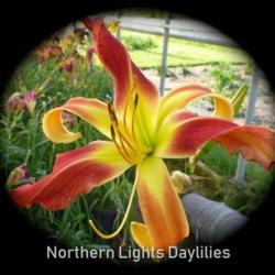 
Date: 2013-07-03
Photo courtesy of Northern Lights Daylilies