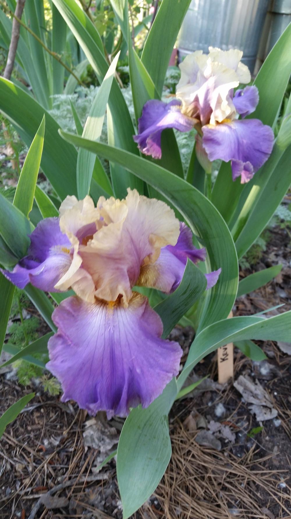 Photo of Tall Bearded Iris (Iris 'Kevin's Theme') uploaded by FAIRYROSE