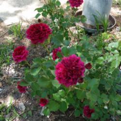 Location: Nocona,Texas zn.7 My gardens
Date: 2018-04-29
A favorite DavidAustin rose in my garden