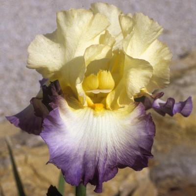 Photo of Tall Bearded Iris (Iris 'Designer's Art') uploaded by Joy