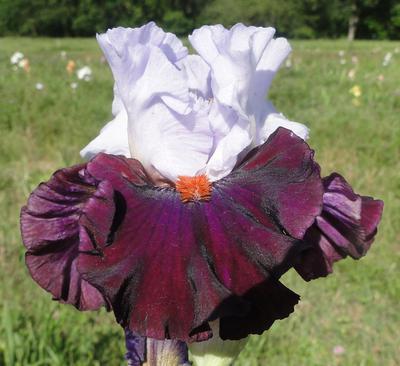 Photo of Tall Bearded Iris (Iris 'Full Figured') uploaded by Joy