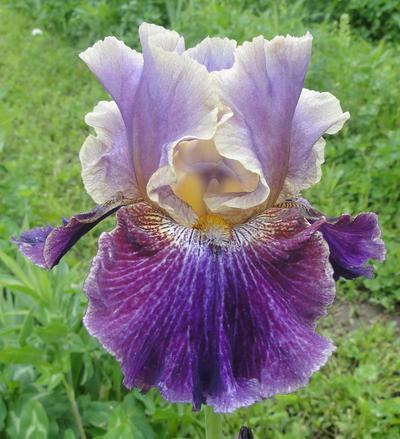 Photo of Tall Bearded Iris (Iris 'Let's Be Friends') uploaded by Joy