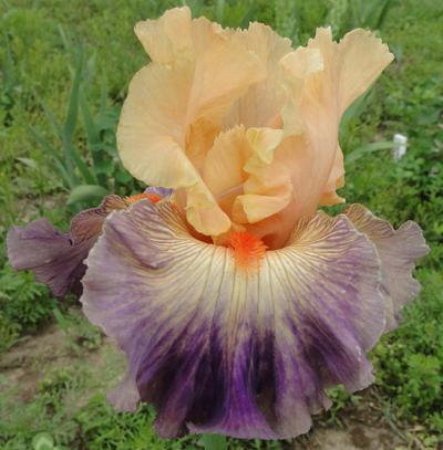 Photo of Tall Bearded Iris (Iris 'Undercurrent') uploaded by Joy