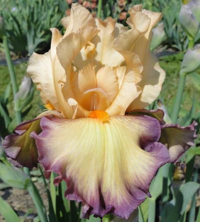Photo of Tall Bearded Iris (Iris 'Marching Band') uploaded by Joy