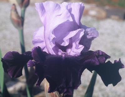 Photo of Tall Bearded Iris (Iris 'Fabulous One') uploaded by Joy