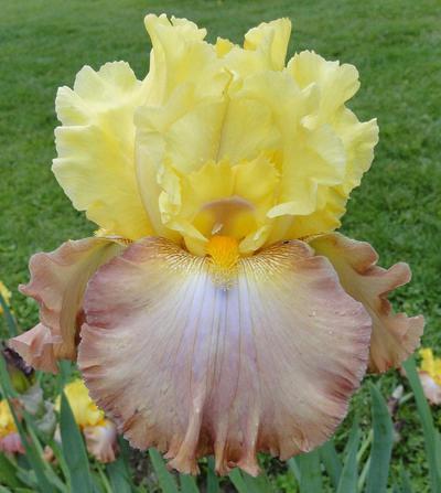 Photo of Tall Bearded Iris (Iris 'High Chaparral') uploaded by Joy