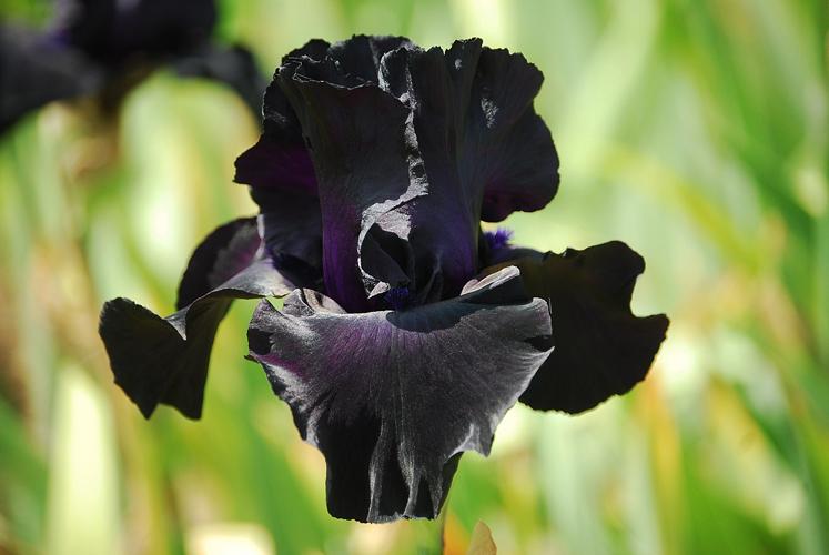 Photo of Tall Bearded Iris (Iris 'Black Suited') uploaded by Joy