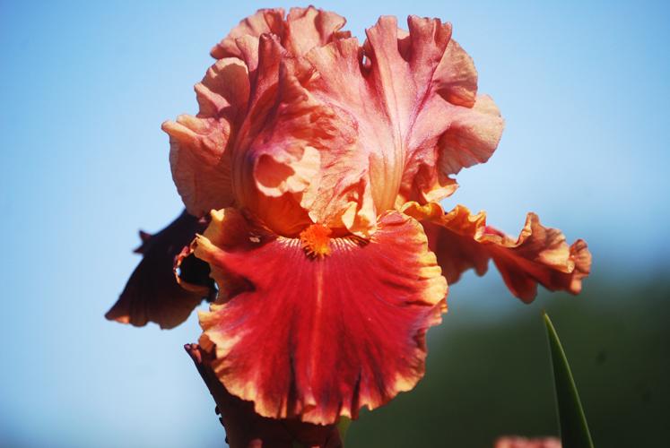 Photo of Tall Bearded Iris (Iris 'Drinks at Sunset') uploaded by Joy