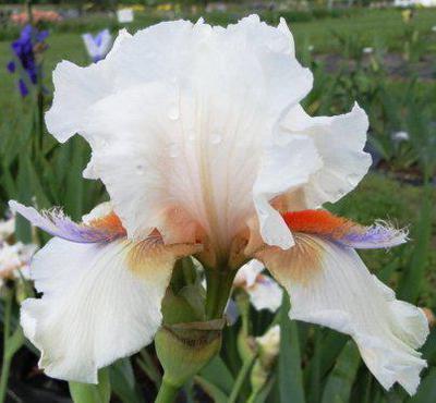 Photo of Tall Bearded Iris (Iris 'High Alert') uploaded by Joy