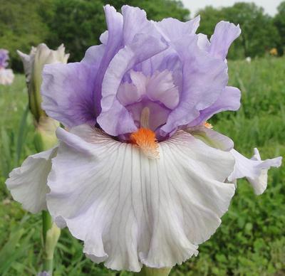 Photo of Tall Bearded Iris (Iris 'Modern Woman') uploaded by Joy