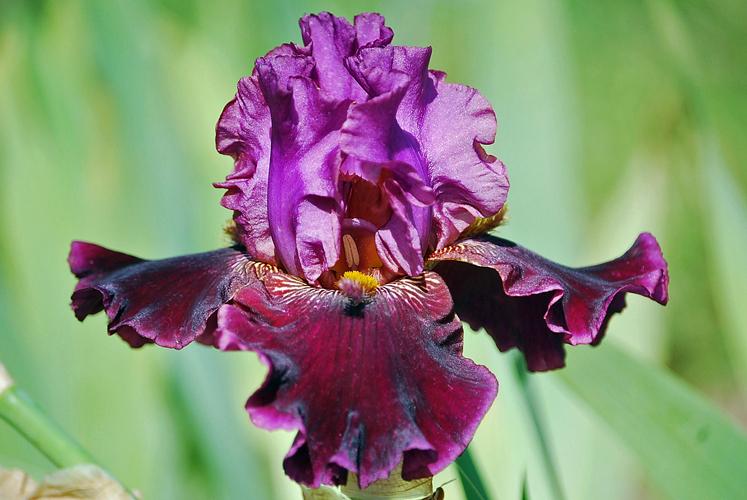 Photo of Border Bearded Iris (Iris 'Autumn Wine') uploaded by Joy