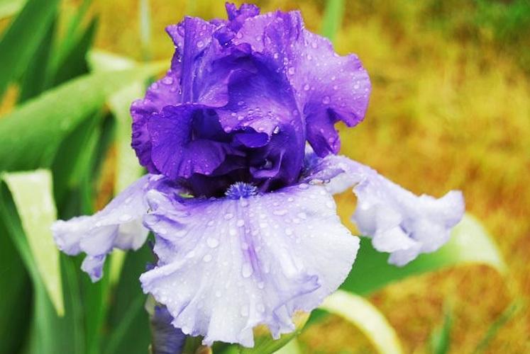 Photo of Tall Bearded Iris (Iris 'Aegean Wind') uploaded by Joy