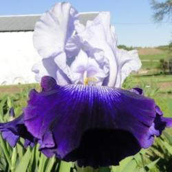 
Photo courtesy of Comanche Acres Iris Garden