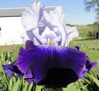 Photo of Tall Bearded Iris (Iris 'Repeat Performance') uploaded by Joy