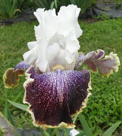 Photo of Tall Bearded Iris (Iris 'Looky Loo') uploaded by Joy