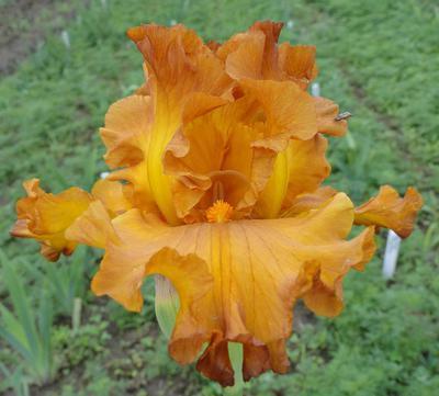 Photo of Tall Bearded Iris (Iris 'Golden Panther') uploaded by Joy
