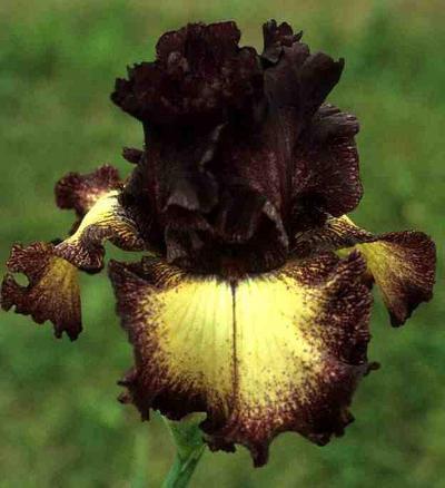 Photo of Tall Bearded Iris (Iris 'Epicenter') uploaded by Joy