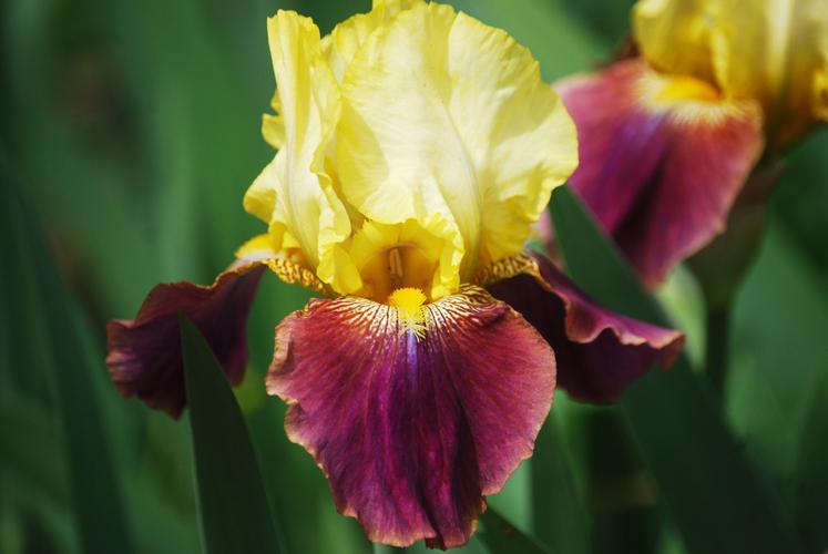 Photo of Tall Bearded Iris (Iris 'Blatant') uploaded by Joy