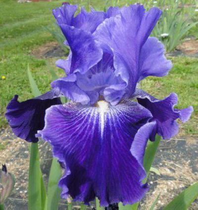 Photo of Tall Bearded Iris (Iris 'Daughter of Stars') uploaded by Joy
