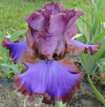 Photo of Tall Bearded Iris (Iris 'Strut Your Stuff') uploaded by Joy