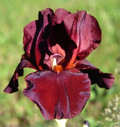Photo of Tall Bearded Iris (Iris 'Sheba's Queen') uploaded by Joy