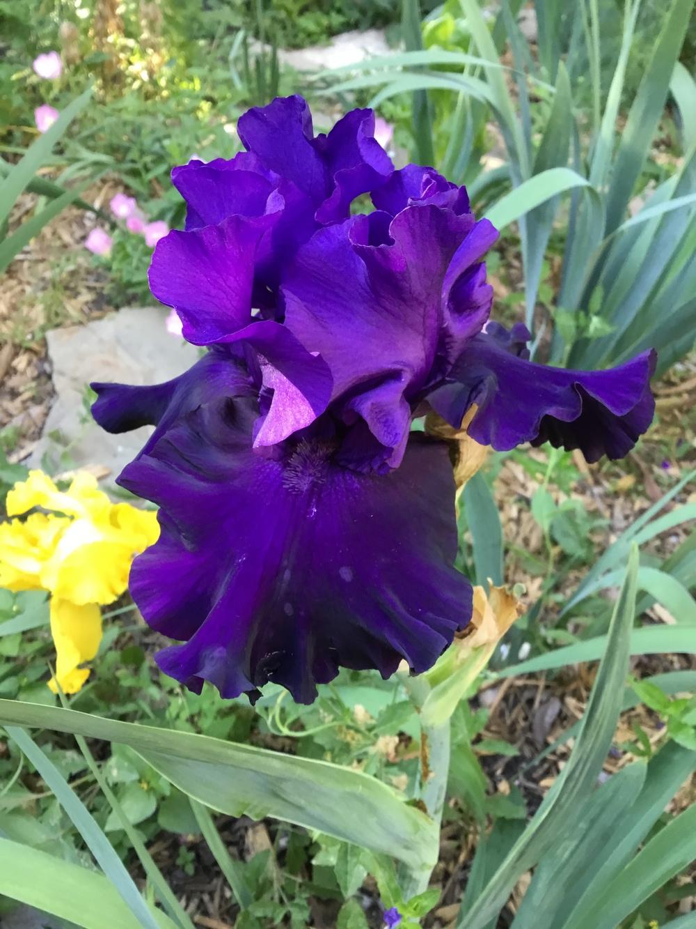 Photo of Tall Bearded Iris (Iris 'Eclipse de Mai') uploaded by TexasShellie