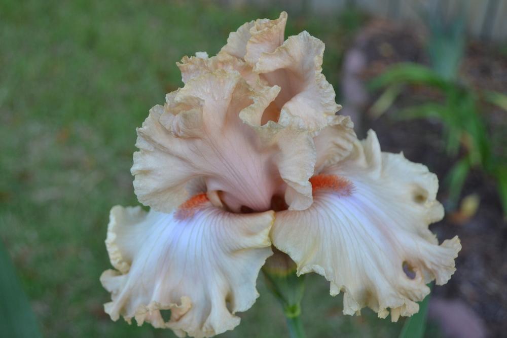 Photo of Tall Bearded Iris (Iris 'Sweet Latté') uploaded by aikenforflowers