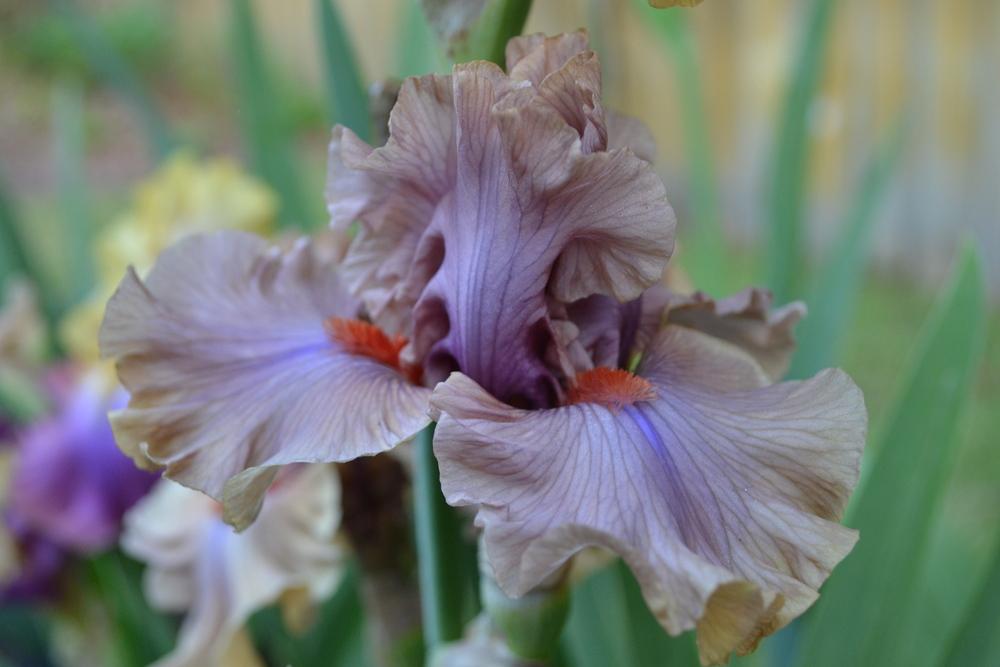 Photo of Tall Bearded Iris (Iris 'Jealous Guy') uploaded by aikenforflowers