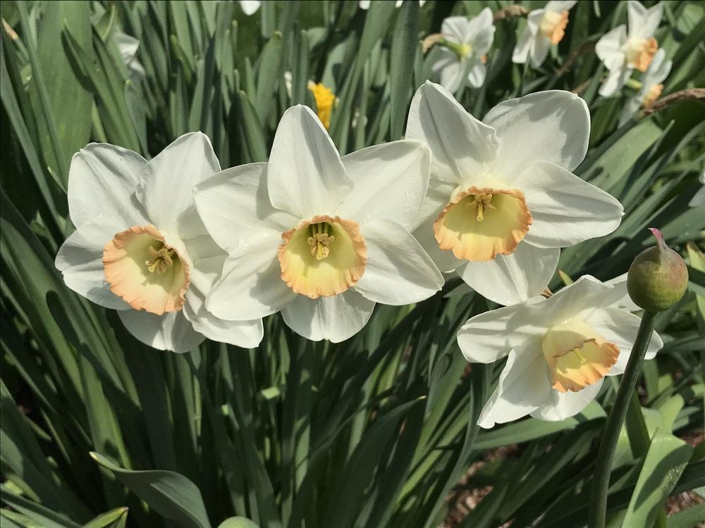 Photo of Large-Cupped Daffodil (Narcissus 'High Society') uploaded by bxncbx